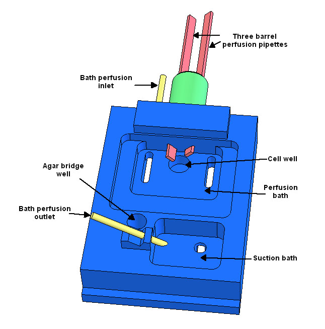Cell perfusion Chamber Illustration